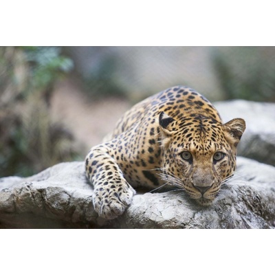 Dimex MS-5-0606 Vliesová fototapeta Leopard na skále rozměry 375 x 250 cm