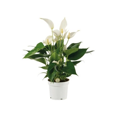 Anthurium Mille Fleurs Cava White 12x40 cm