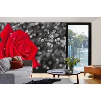 DIMEX ART s. r. o Самозалепваща се флизелинова фототапета червена роза, черно-бяла 375 x 250 см