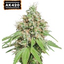 Seedstockers AK 420 semena neobsahují THC 25 ks
