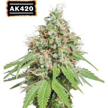 Seedstockers AK 420 semena neobsahují THC 25 ks