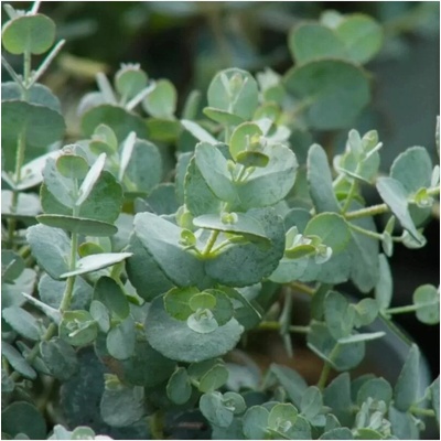 Eucalyptus gunnii 40-60 C10L