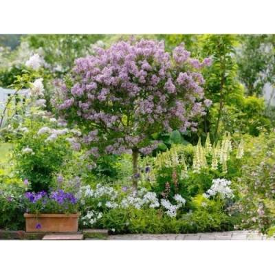Orgován meyerov (Syringa meyeri) ´PALIBIN´ - výška 120-140 cm, kont. C5L - NA KMIENKU