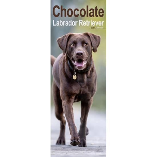 Labrador Retriever Chocolate Slim CAROUSEL S 2027 od 186 Kč - Heureka.cz