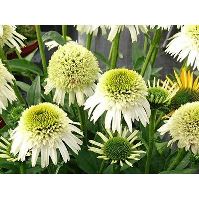 Echinacea purpurová Delicious Nougat