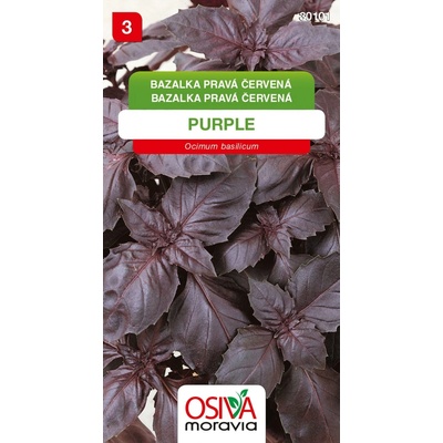 Bazalka pravá červená - Purple