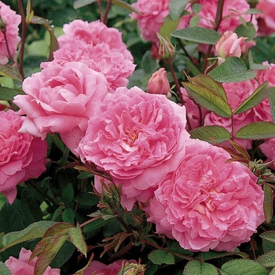 David Austin® Роза The Mayflower® - David Austin®