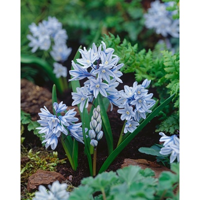 Puškinie 'Libanotica' 10 ks – Zboží Dáma