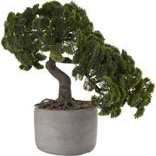 ASA Selection Bonsai cypřiš 24,5 cm