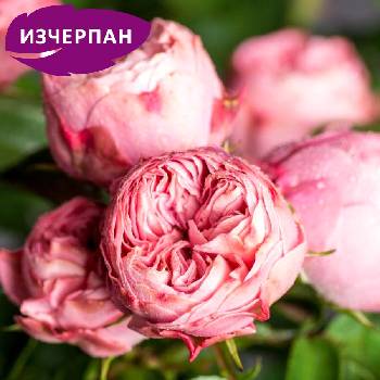 Tantau® Роза Playful Rokoko® - Tantau®