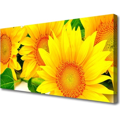 Obraz Canvas Slnečnica kvet príroda 100x50 cm
