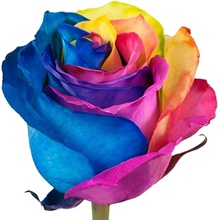 Růže RAINBOW 70cm - DUHOVÁ RŮŽE (XXL) EQ