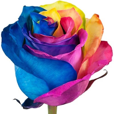 Růže RAINBOW 70cm - DUHOVÁ RŮŽE (XXL) EQ – Zboží Dáma