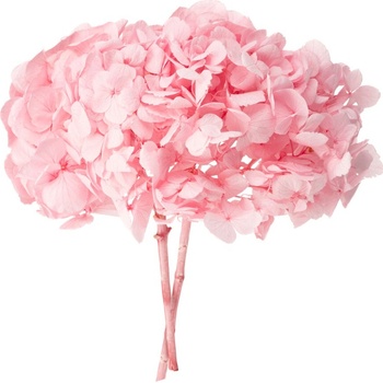 Hortenzie premium (Hortensias)