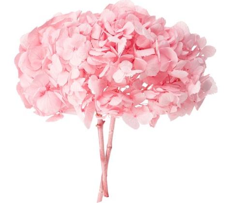 Hortenzie premium (Hortensias)