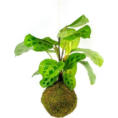 Gardners Kokedama Marantha leuconeura kerchoveana (L) Maranta běložilnatá, Modlivka 1 ks