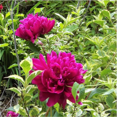 Pivoňka Karl Rosenfield Paeonia lactiflora hlízy pivoněk 1 ks