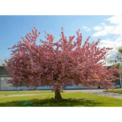 Okrasná čerešňa Kiku Shidare na 180-200cm kmienku, výška 220-260 cm, kvetináč 25 l