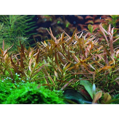 Ludwigia Brevipes