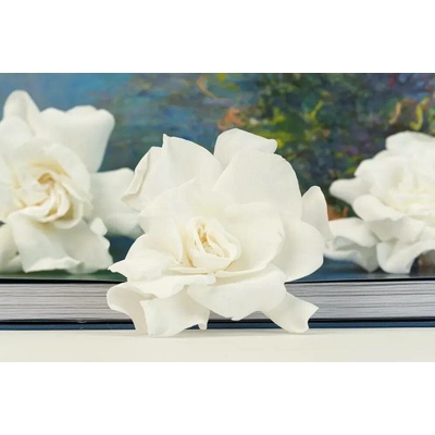 Stabilizované květiny Gardenia - bílá