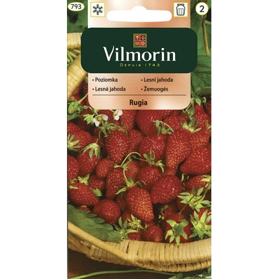 Lesní jahoda Rugia Vilmorin Classic