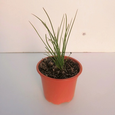 Pažitka česneková v květináči o průměru 9 cm, 1 ks