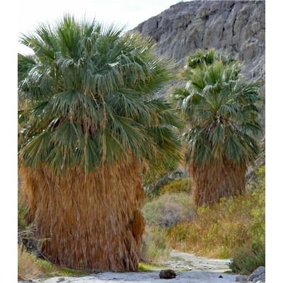 Palma Washingtonie vláknitá - Washingtonia filifiera - prodej semen - 3 ks – Zboží Mobilmania