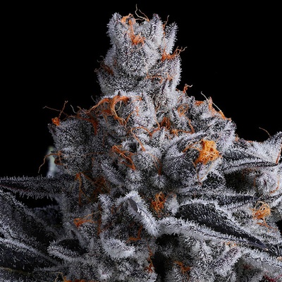 Anesia Seeds High Mars semienka neobsahujú THC 10 ks