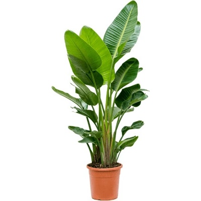 Strelitzia nicolai 30x170 cm
