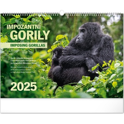 Nástěnný Notique Impozantní gorily 48 x 33 cm 2025 – Hledejceny.cz