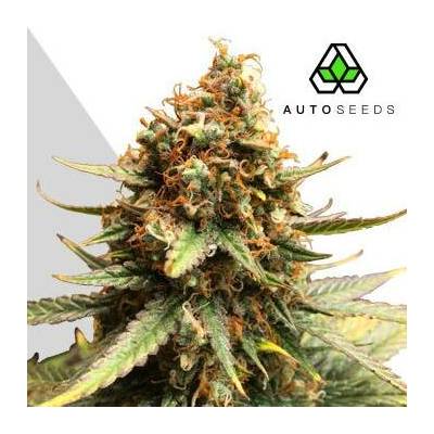 Auto Seeds Juicy Lucy AUTO semena neobsahují THC 3 ks