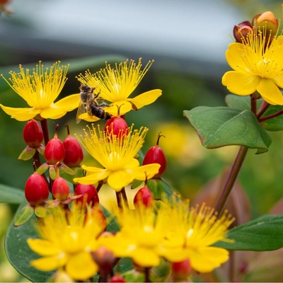 Třezalka bobulovitá - Hypericum androsaemum - semena třezalky - 300 ks