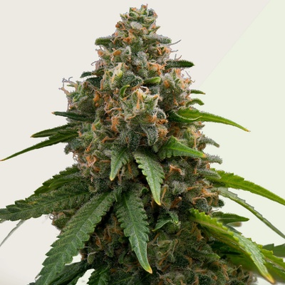 Kera Seeds Amnesia AUTO semena neobsahují THC 10 ks