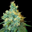 Sensi Seeds Jack Herer regular semena neobsahují THC 10 ks