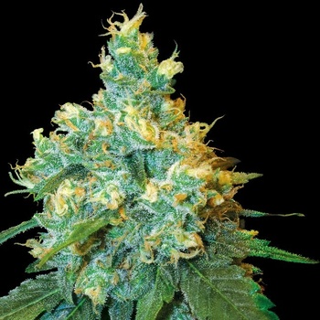 Sensi Seeds Jack Herer regular semena neobsahují THC 10 ks