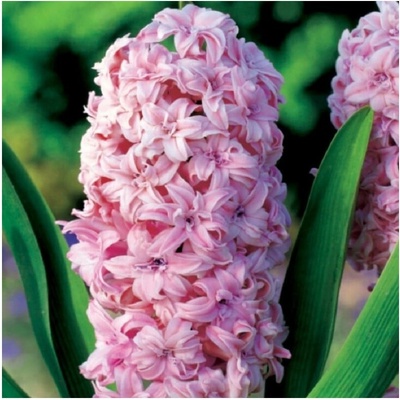 Hyacint plnokvětý Prince of Love Hyacinthus cibule hyacintu 1 ks