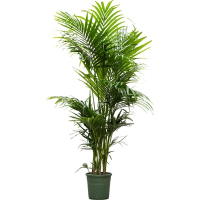 Kentia (Howea) forsteriana Tuft extra 6/8pp 30x245 cm