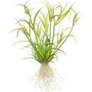 Juncus repens