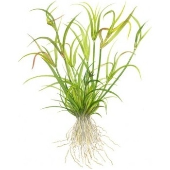 Juncus repens
