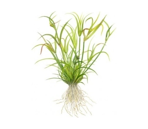 Juncus repens
