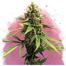 Nirvana Lemon OG Haze semena neobsahují THC 3 ks