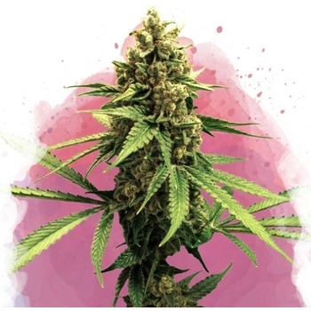 Nirvana Lemon OG Haze semena neobsahují THC 3 ks