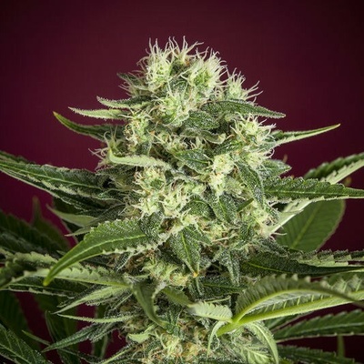 Reggae Seeds Roots regular semienka neobsahujú THC 7 ks