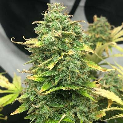Pure Instinto Mimosa Cake AUTO semena neobsahují THC 3 ks