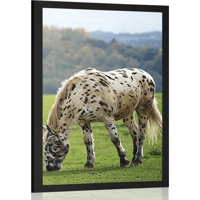 Plakát kůň na louce - 20x30 black