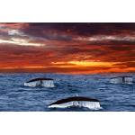 DIMEX ART Флизелинов фототапет опашки на китове 375 x 250 см