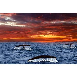 DIMEX ART Флизелинов фототапет опашки на китове 375 x 250 см