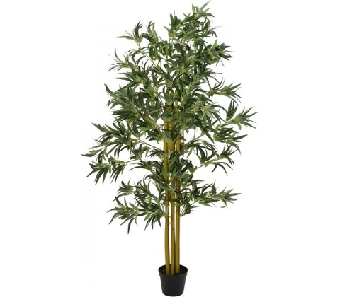 Bambus multi kmen 180 cm
