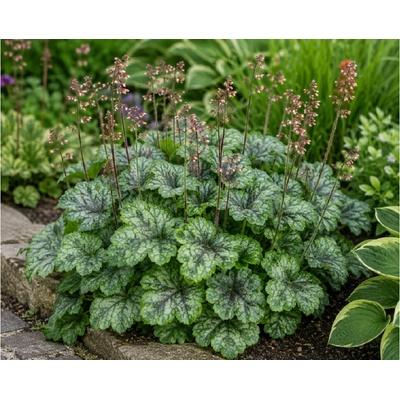 Heuchera villosa 'Carnival Cocomint' v kvetináči