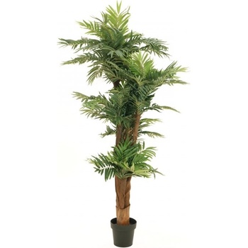 Palma Areca, 170cm